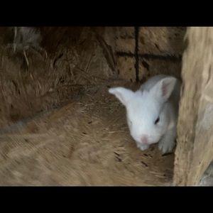 Meet your Posher, Clara